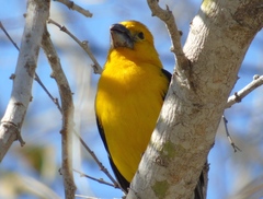 Pheucticus chrysopeplus