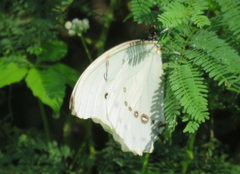 Morpho polyphemus polyphemus