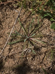 Gilia tenuiflora