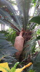 Dioon spinulosum