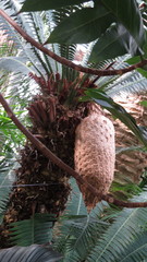 Dioon spinulosum