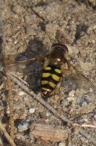 Unknown species found near Tijuana River Valley, San Diego, CA, USA
