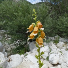 Digitalis laevigata