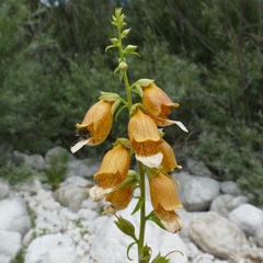 Digitalis laevigata