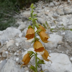 Digitalis laevigata