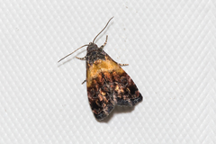 Tripudia balteata
