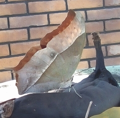 Charaxes varanes
