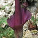 Amorphophallus konjac - Photo Sem direitos reservados, uploaded by megachile