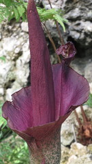 Amorphophallus konjac