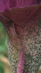 Amorphophallus konjac