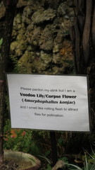 Amorphophallus konjac