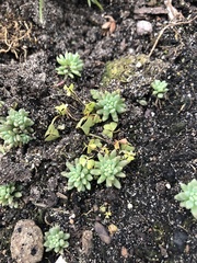 Sedum