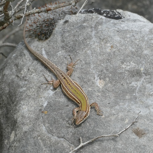 Dalmatian Wall Lizard, photo 4 of 10