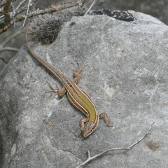 Dalmatian Wall Lizard photo 4