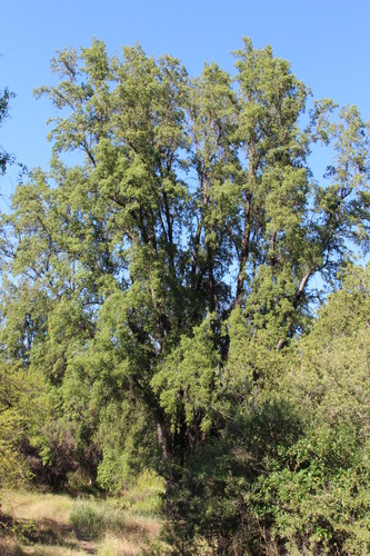 Soapbark (Quillaja saponaria)