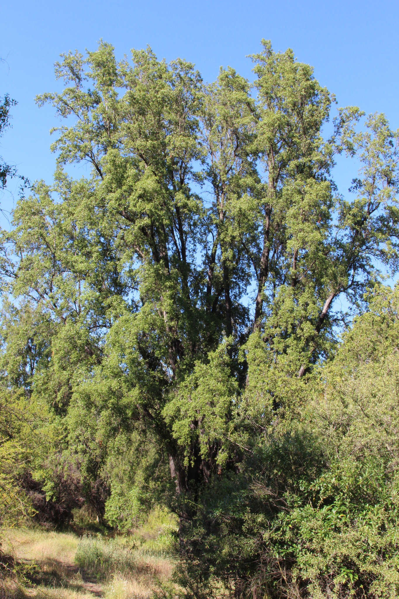 Soapbark (Quillaja saponaria)
