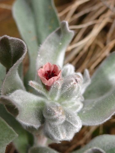 Cynoglossum cheirifolium