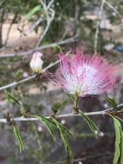 Calliandra riparia