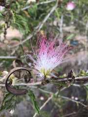 Calliandra riparia