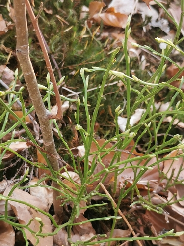 common bilberry