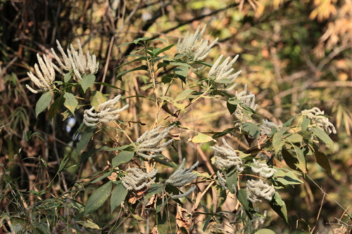 Indian Squirrel Tail (Colebrookea oppositifolia)