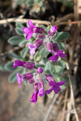 Boechera breweri breweri