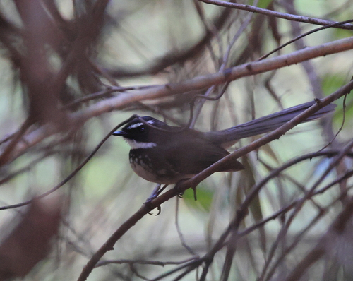 White-spotted Fantail (Rhipidura albogularis), photo 5