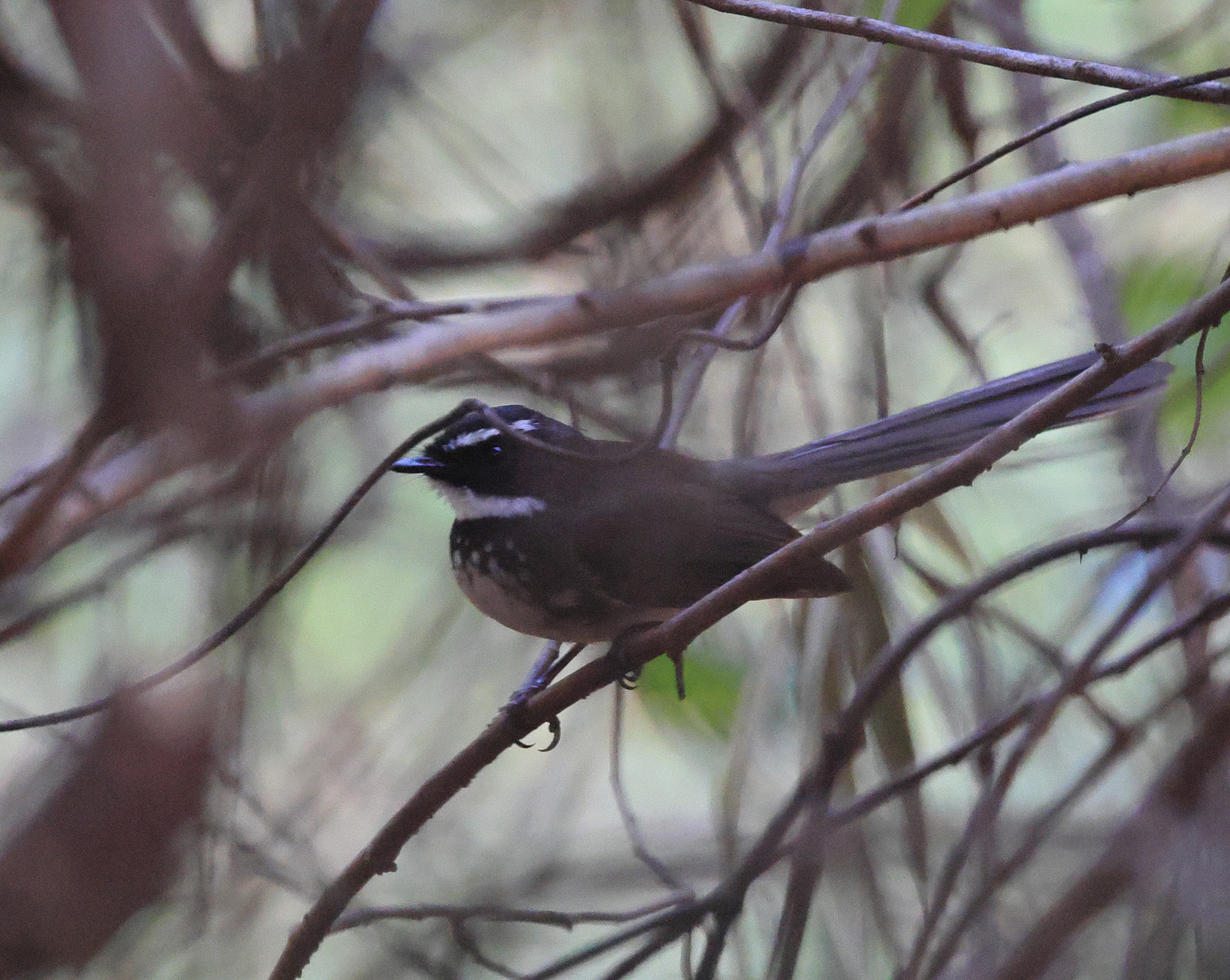 White-spotted Fantail (Rhipidura albogularis), photo 7