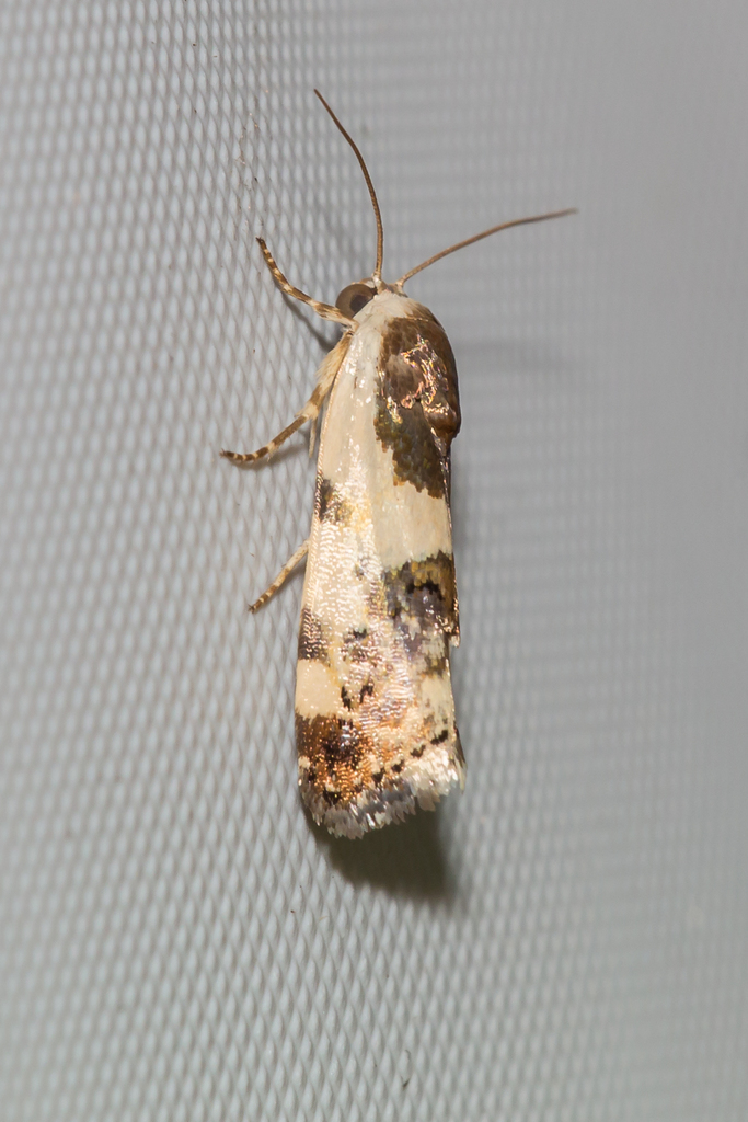 Tarache sedata