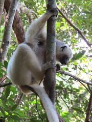 Propithecus candidus