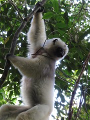 Propithecus candidus
