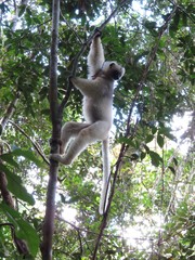 Propithecus candidus