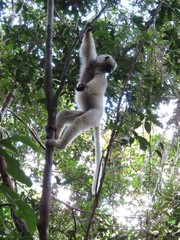 Propithecus candidus