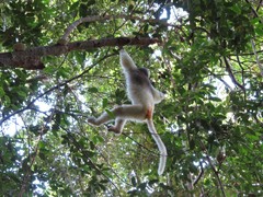 Propithecus candidus