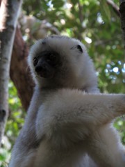 Propithecus candidus