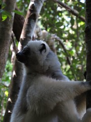 Propithecus candidus