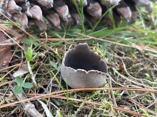 Schwarzweiße Rippen-Becherlorchel