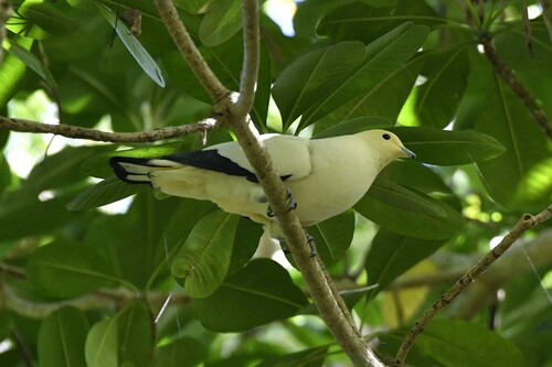 Pied Imperial Pigeon (Ducula bicolor), photo 3
