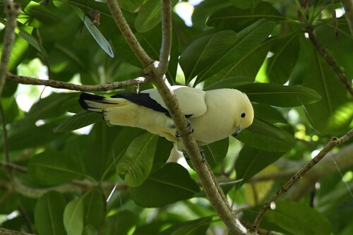 Pied Imperial Pigeon (Ducula bicolor), photo 4