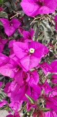 Bougainvillea