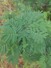 Vachellia nilotica