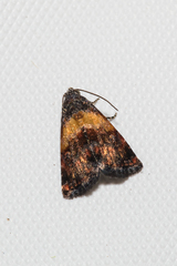 Tripudia balteata