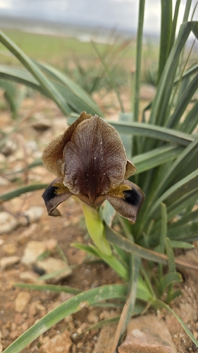 Iris bostrensis