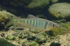 Opsariichthys evolans