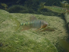 Opsariichthys evolans