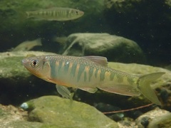 Opsariichthys evolans