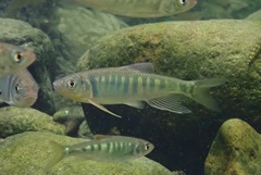 Opsariichthys evolans
