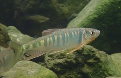 Opsariichthys evolans