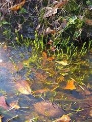 Lilaeopsis carolinensis