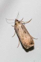 Tathorhynchus exsiccata